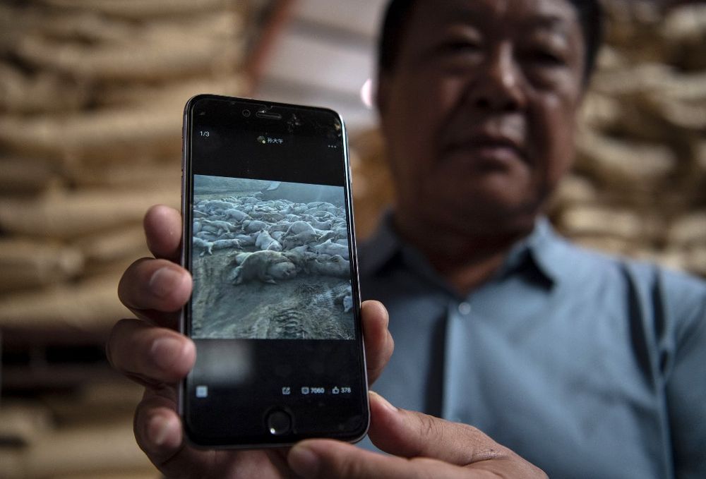 Chinese pig farmer Sun Dawu, showing a picture of his dead livestock on his phone, while at a feed warehouse in Hebei, outside Beijing, September 24, 2019. u00e2u20acu201d AFP pic