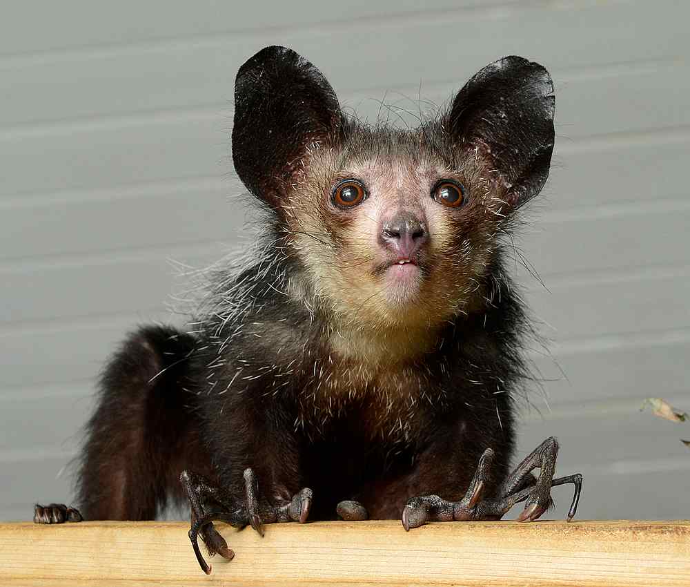 A primate called an aye-aye, which possess small 'pseudothumbs' complete with their own fingerprints, is seen in this image released October 22, 2019. u00e2u20acu201d David Haring/Duke Lemur Centre handout via Reuters