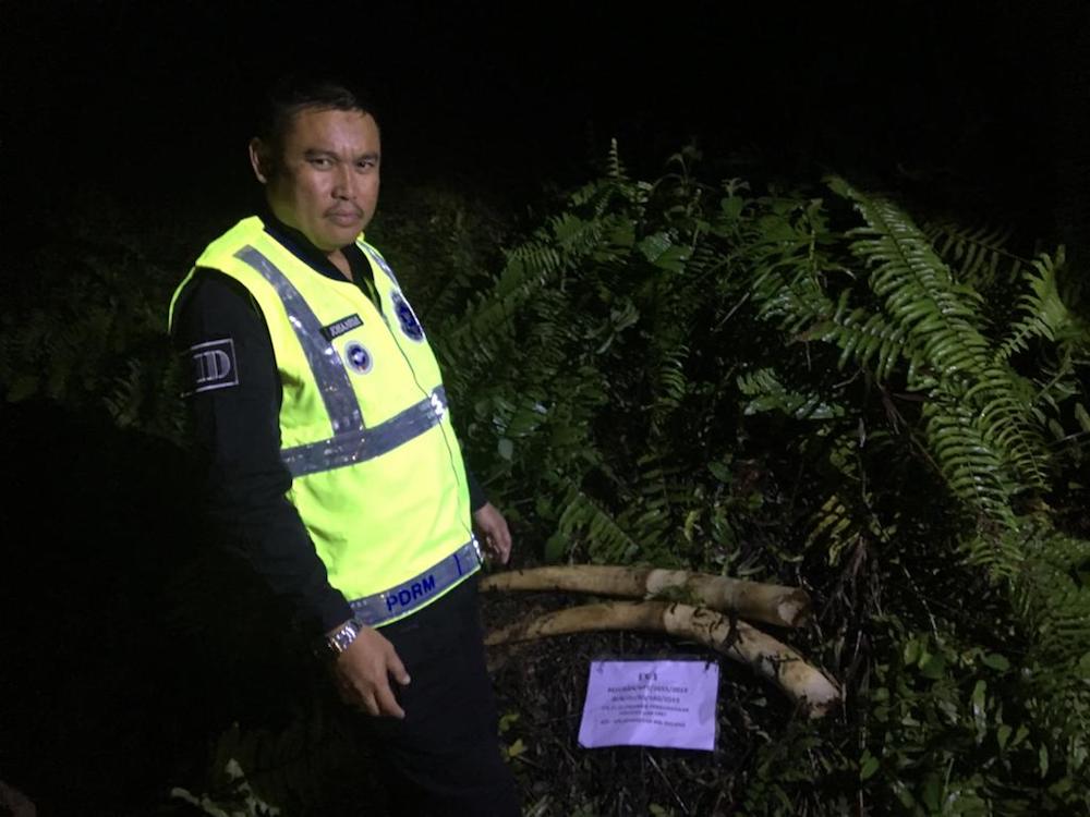 Police recovered the elephant tusks yesterday in the same area where an elephant was found dead last Saturday. u00e2u20acu201d Picture courtesy of Beluran Police