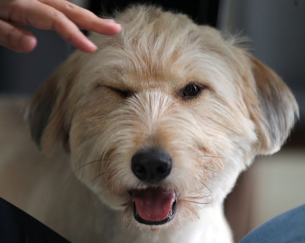 Every dog has its day u00e2u20acu201d and Bruno, a former stray is now living it up. u00e2u20acu201d Picture by Farhan Najib