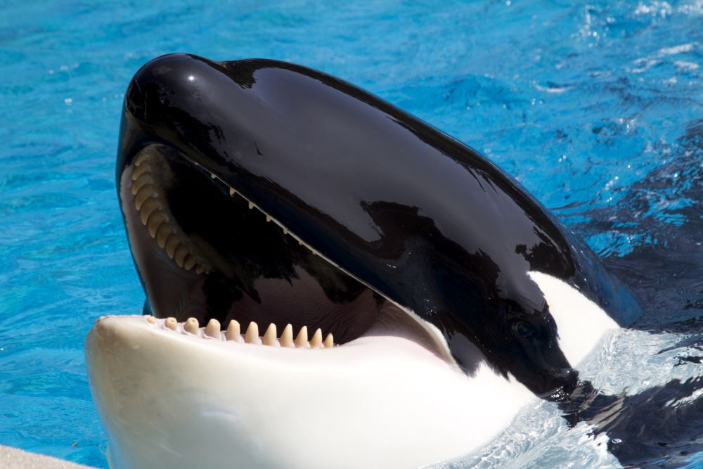 TripAdvisor is set to stop selling tickets to shows using captive dolphins, orcas and whales. u00e2u20acu201d AFP pic