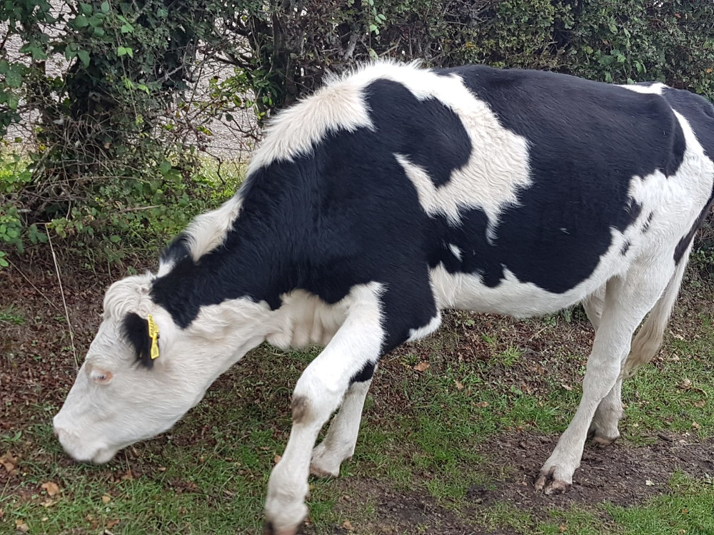 File picture of a cow in England October 7, 2019. u00e2u20acu201d Picture by Daniel Powles