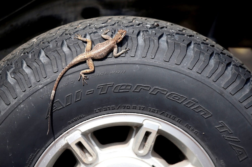 A lizard is seen on a jeepu00e2u20acu2122s tire in Kinshasa, Democratic Republic of Congo January 13, 2019. u00e2u20acu201d Reuters pic