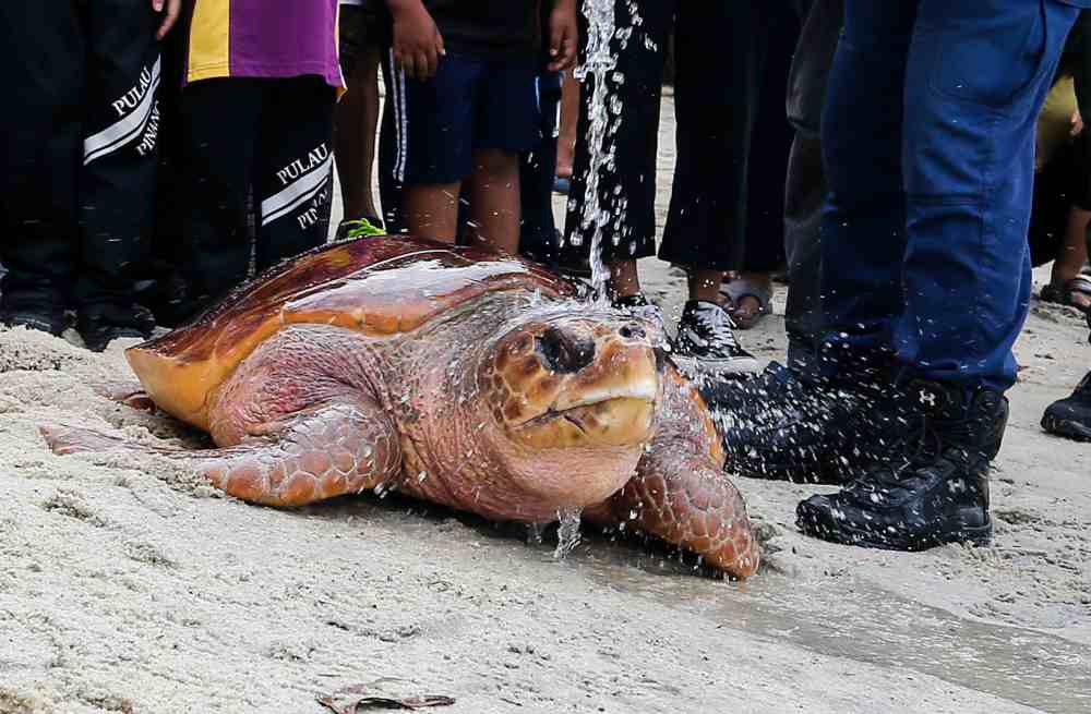 The 60kg loggerhead turtle slowly makes its way into the sea at Pasir Belanda Beach in Gertak Sanggul October 24, 2019. u00e2u20acu2022 Picture by Sayuti Zainudin