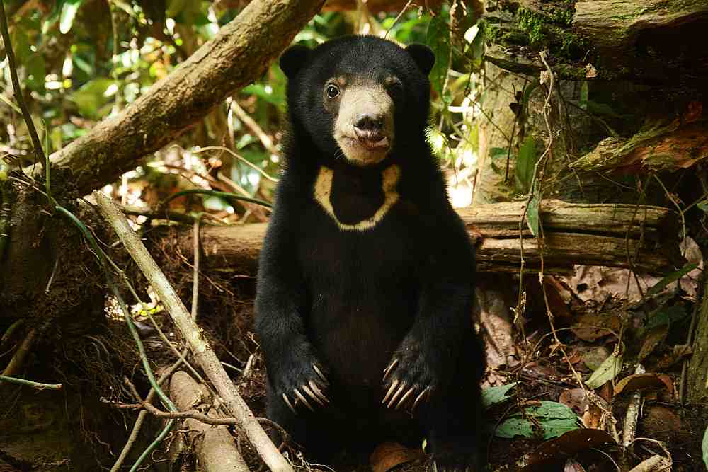 The Malayan sun bear loves honey and has a shy personality. — Picture courtesy of Bornean Sun Bear Conservation Centre/Chiew Lin May