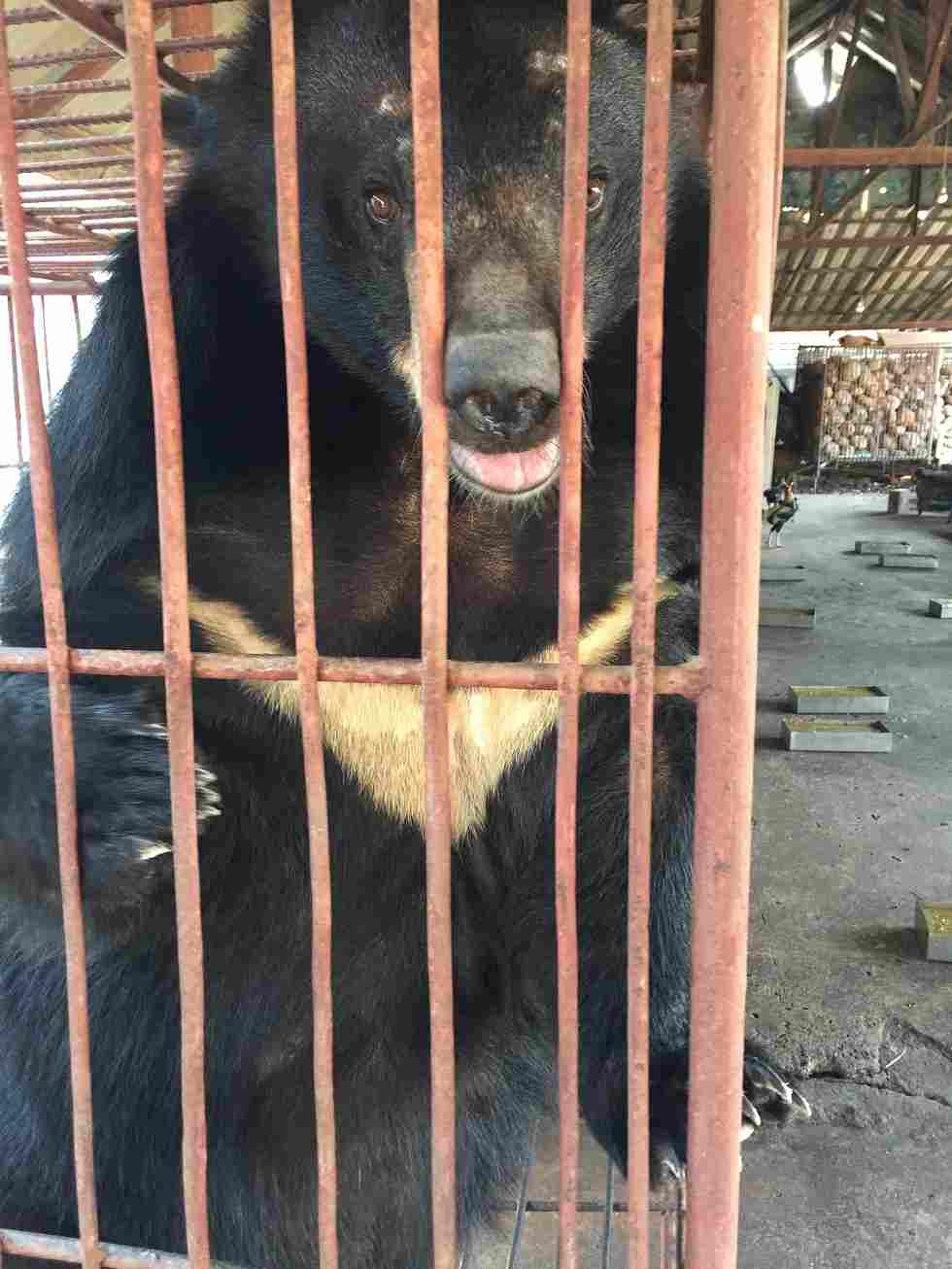 Many traditional Chinese medical shop owners still sell bear bile and raw gallbladders. — Picture courtesy of TRAFFIC/Lalita Gomez