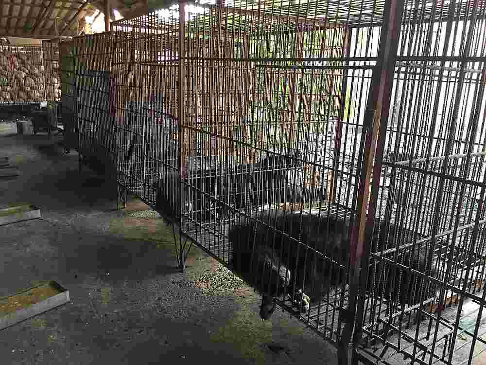 Asiatic black bears are caged in a bear bile farm in Laos where their bile is harvested. — Picture courtesy of TRAFFIC/Lalita Gomez