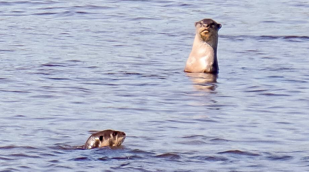 A pictured shared by Malaysia Airports via its official Twitter account of the otters that were purportedly spotted near KLIA in Sepang recently.