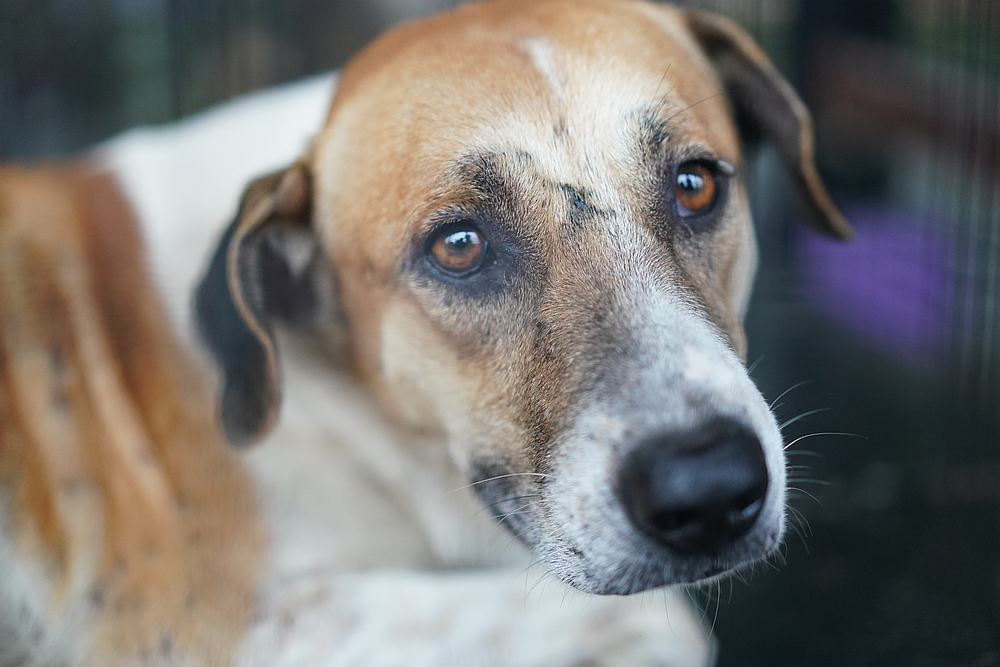 'Puchong' the stray dog is doing well at MPSJu00e2u20acu2122s dog pound, despite its traumatic experience. u00e2u20acu201d Picture courtesy of Teoh Teik Hoong
