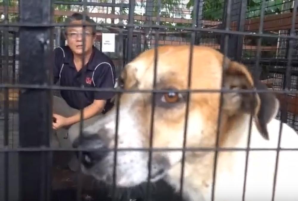 Teoh says there's no visible physical injury on the stray and that it is being treated well at the pound, with food and water being provided. — Screengrab via Youtube/SJ Echo