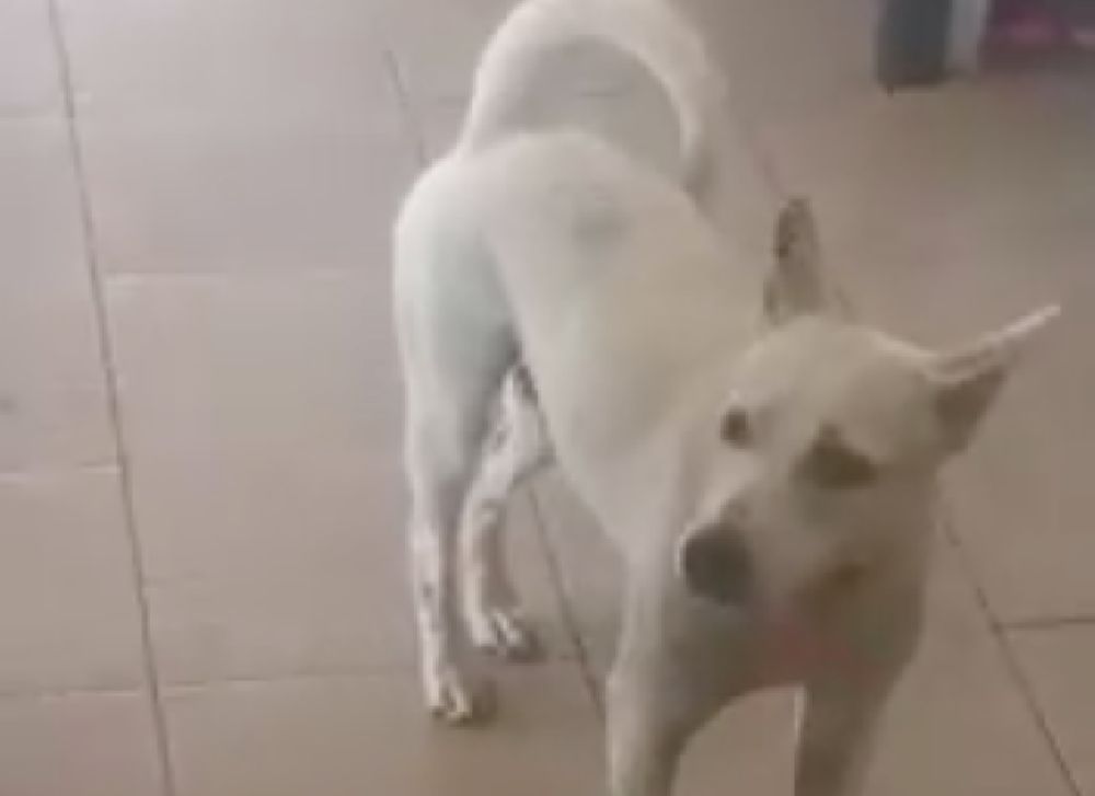 u00e2u20acu02dcLittle Whiteu00e2u20acu2122 ready to collect its takeaway at the chicken rice stall. u00e2u20acu201d Facebook/Alex Sim