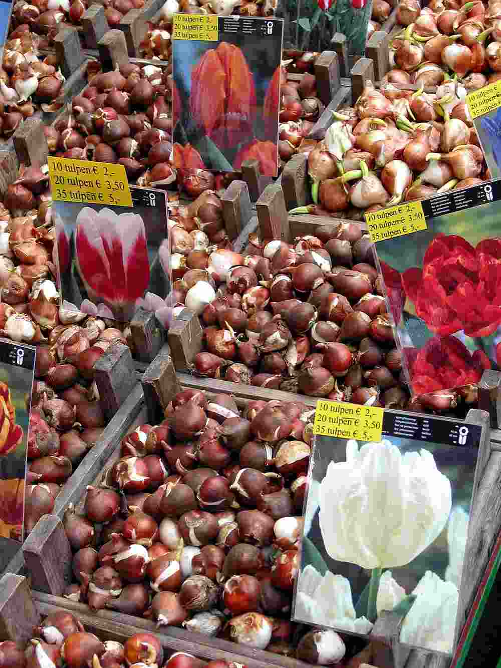 Bulbs at the flower market in Amsterdam. u00e2u20acu201d AFP pic