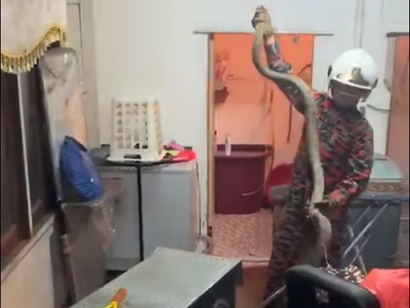 Operasi menangkap ular tedung selar berlarutan sejam kerana keadaan dalam rumah sempit. u00e2u20acu2022 Foto oleh Friends of Bomba Malaysia
