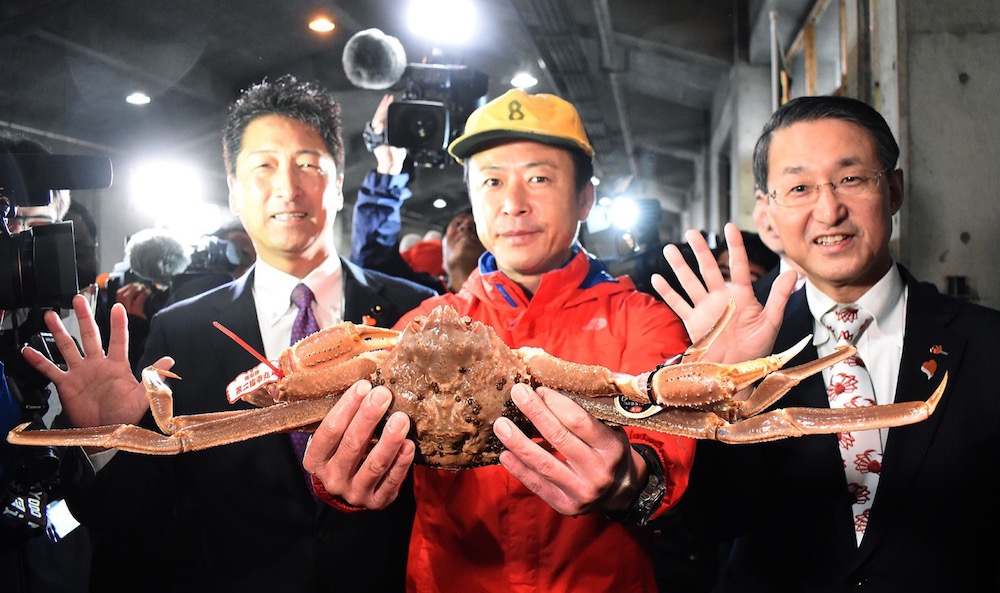 This picture shows a snow crab, sold for a record of US$46,000 at an auction, in Tottori city November 7, 2019. u00e2u20acu201d AFP pic