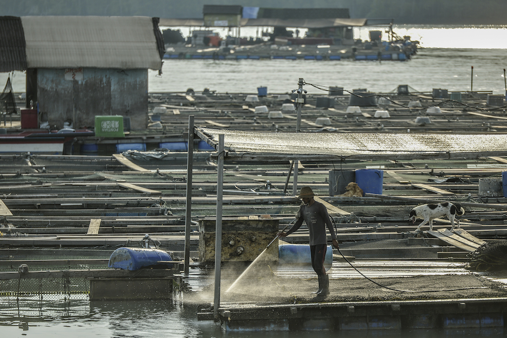 A worker cleans a fish cage near Kampung Kukup Laut in Kukup, Pontian November 3, 2019. u00e2u20acu201d Picture by Shafwan Zaidon