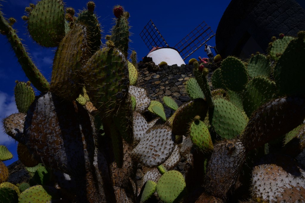 View of the Cactus Garden, created in 1991 by Spanish artist and architect Cesar Manrique, in the village of Guatiza, on the island of Lanzarote in the Canary Islands on October 23, 2019. u00e2u20acu201d AFP picnn