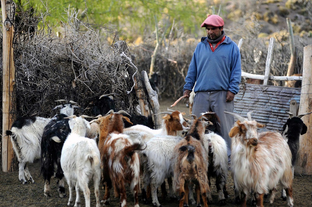 Argentinian goat farmer Cristian Sazo herds goats back to the corral after grazing in El Alambrado, 136km from Malargue, Mendoza province, Argentina October 20, 2019. u00e2u20acu201d AFP pic