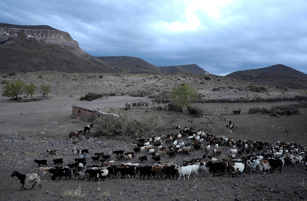 View of goats as they are herd in El Alambrado, 136km from Malargue, Mendoza province, Argentina October 20, 2019. — AFP pic