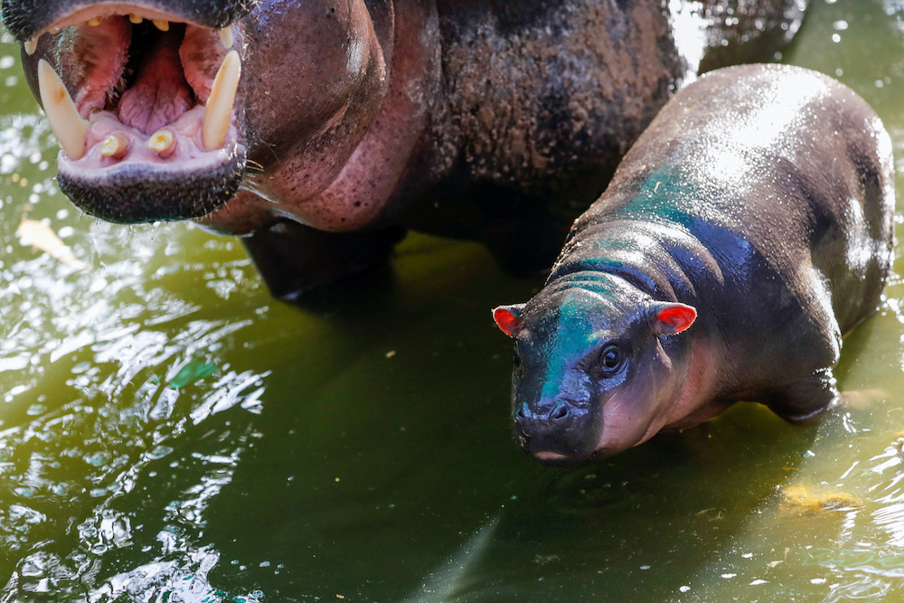 A month old-baby pygmy hippo is seen with his mother at his enclosure at Khao Kheow Zoo in Chonburi, Thailand November 30, 2019. u00e2u20acu201d Reuters picnnnnn