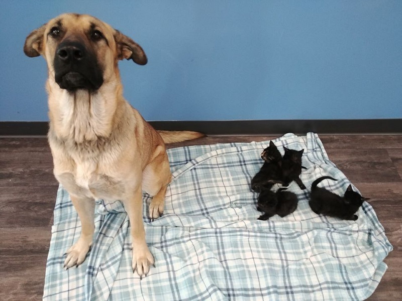 Serenity the dog stands next to a litter of kittens at a shelter in Chatham, Ontario, Canada November 17, 2019. u00e2u20acu201d Pet And Wildlife Rescue/AFP pic    