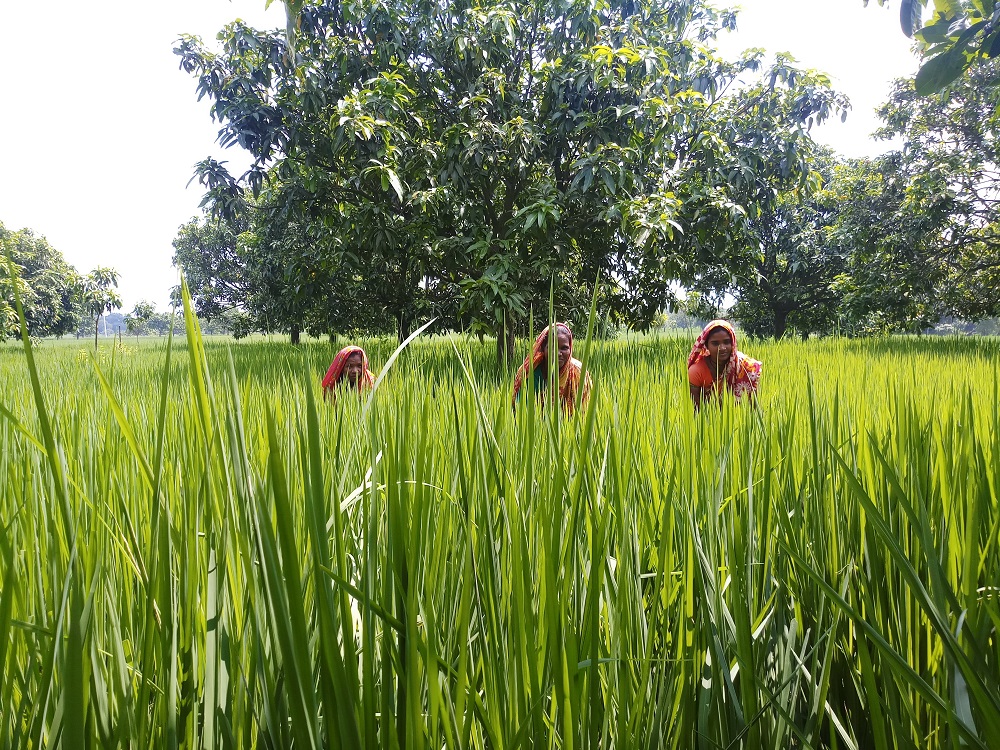 Three ethnic women work as farm labourers in a paddy field that is soon to be turned into a mango orchard, in Naogaon district, Bangladesh September 21, 2019. u00e2u20acu201d Thomson Reuters Foundation pic
