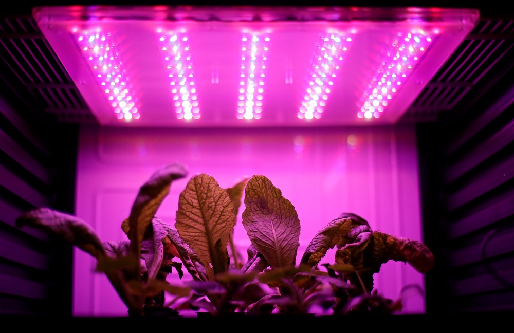 Plants are placed in a hydroponic pot as an experiment called Marsonaut at Prague University of Life Sciences in Prague, Czech Republic October 30, 2019. u00e2u20acu201d Reuters pic