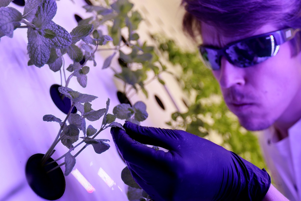 Scientist Jan Lukacevic checks a plant inside of an aeroponic growing chamber system as an experiment called Marsonaut at Prague University of Life Sciences in Prague, Czech Republic October 30, 2019. — Reuters pic