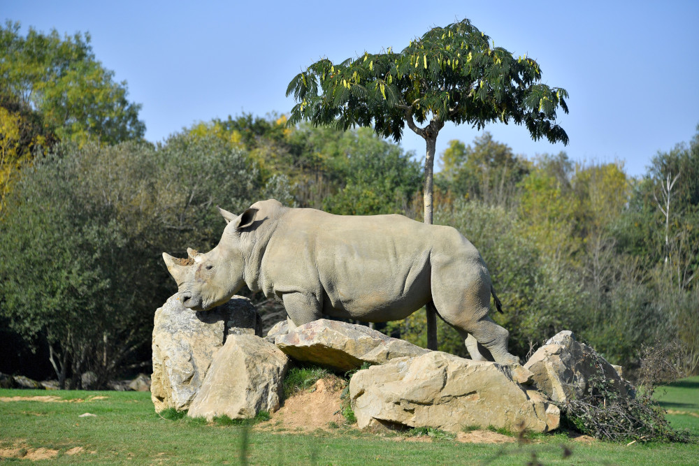 In this file photo taken October 14, 2017 Sana, a female white rhino strolls through its enclosure at the La Planete Sauvage zoological park in Port-Saint-Pere, western France. u00e2u20acu201d AFP pic 