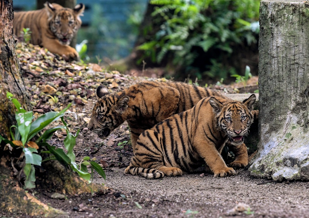 Three Malayan tiger cubs are pictured at in Kuala Lumpur September 14, 2019. u00e2u20acu201d Bernama pic