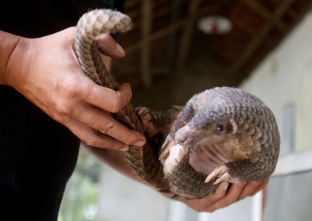 A man holds a pangolin at a wild animal rescue centre in Cuc Phuong, outside Hanoi, Vietnam September 12, 2016. u00e2u20acu201d Reuters pic  
