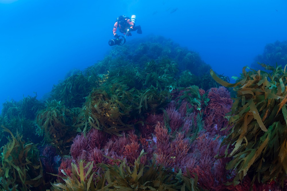 In this handout picture from Greenpeace on October 31, 2019, Pascal, a Ghost Fishing diver, dives at one of Mount Vema's summits and swims past one of its many kelp forests. — Richard Barnden/Greenpeace/AFP pic