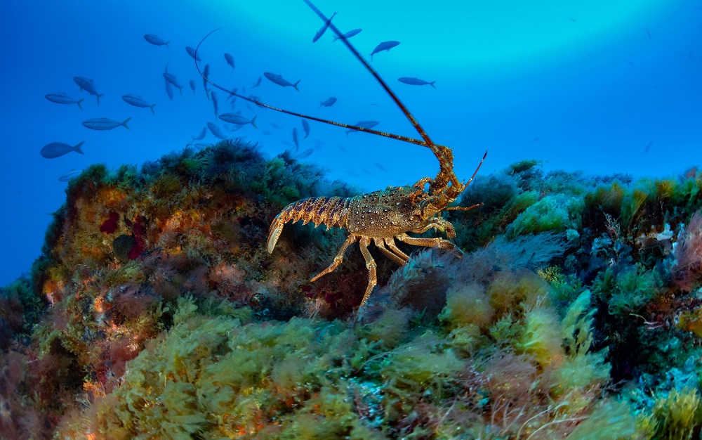In this handout picture from Greenpeace on October 31, 2019, a wave surge is constantly sweeping through beds of seaweed where a Tristan Rock Lobster clings to an underwater peak of Vema. u00e2u20acu201d Richard Barnden/Greenpeace/AFP pic    
