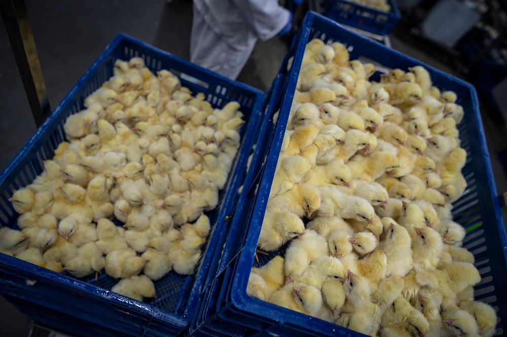 One-day-old chickens are seen in hatchery as they are prepared to transport, Skarzynek, Poland October 1, 2019. — AFP pic