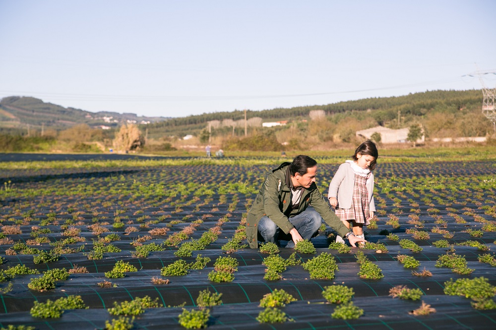 Portuguese entrepreneur Bruno Vargas, founder of Herbas Organic Herbs, works the fields with his daughter at their family farm in the remote Serra da Estrela region. u00e2u20acu201d Handout courtesy of Herbas Organic Herbs via Reuters 