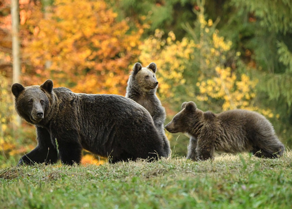 A bear is pictured next to her cubs at a bear observatory next to Tusnad touristic resort in central Romania October 19, 2019. u00e2u20acu201d AFP pic 