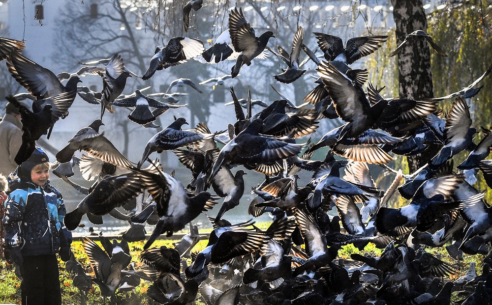 A boy plays with pigeons at a park in Moscow on November 13, 2019. u00e2u20acu201d AFP pic