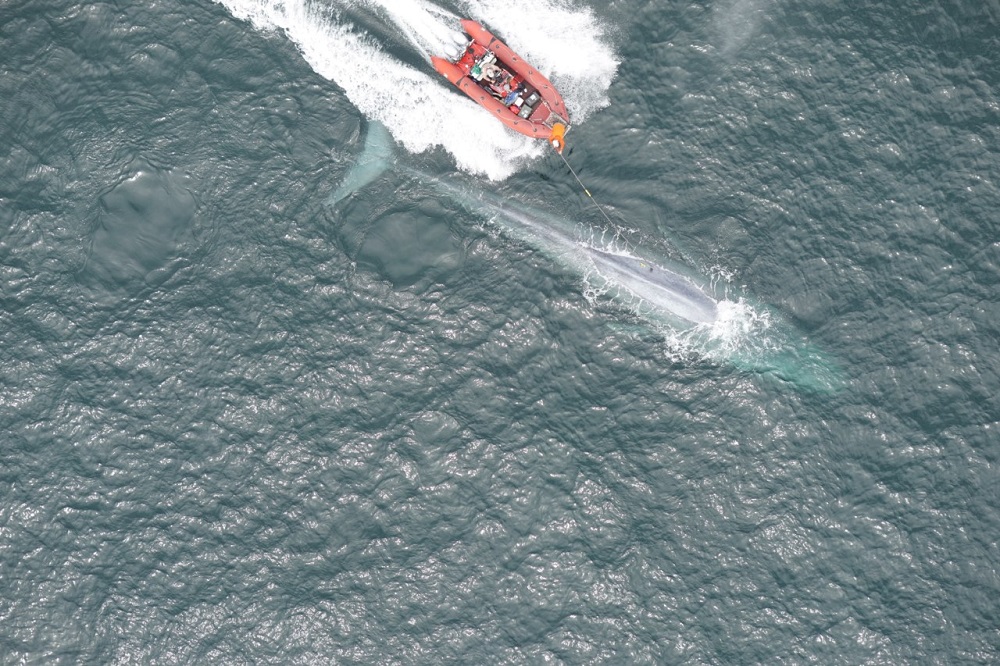 Researchers from Stanford Universityu00e2u20acu2122s Goldbogen Lab, Cascadia Research, Scripps Institution of Oceanography and University of California Santa Cruz tag a blue whale. u00e2u20acu201d Goldbogen Lab/Duke Marine Robotics and Remote Sensing Lab/NMFS Permit 16111/Reuter