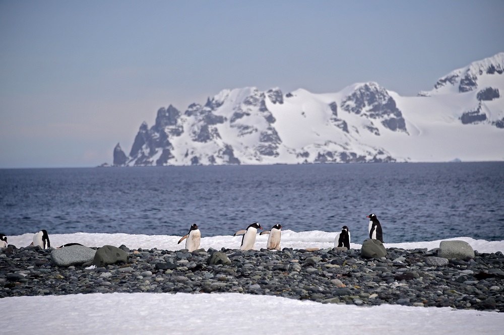 View of Gentoo penguins (Pygoscelis Papua) at the Yankee Harbour in the South Shetland Islands, Antarctica November 6, 2019. u00e2u20acu201d AFP pic 