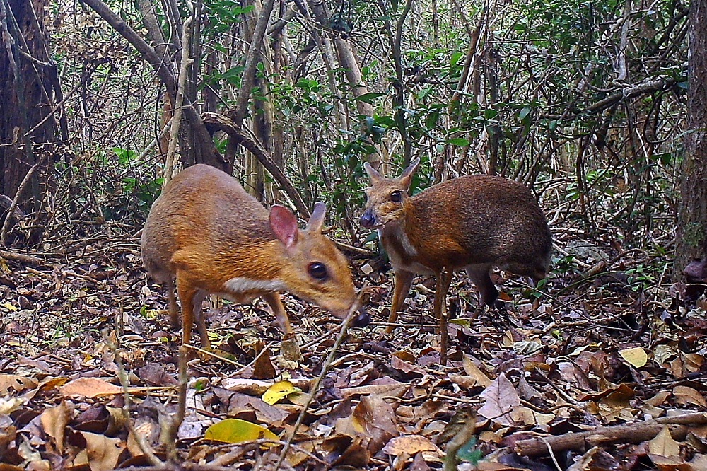 Picture taken on June 6, 2018, shows two Silver-backed Chevrotains in an unknown location in Vietnam by a camera trap. u00e2u20acu201d Southern Institute of Ecology/Global Wildlife Conservation/Leibniz Institute for Zoo and Wildlife Research/NCNP/AFP pic