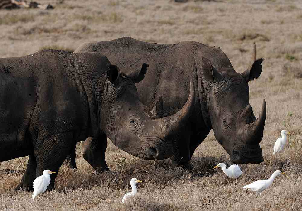Conservation efforts have since brought the black rhino population back up to around 5,000. u00e2u20acu201d AFP pic