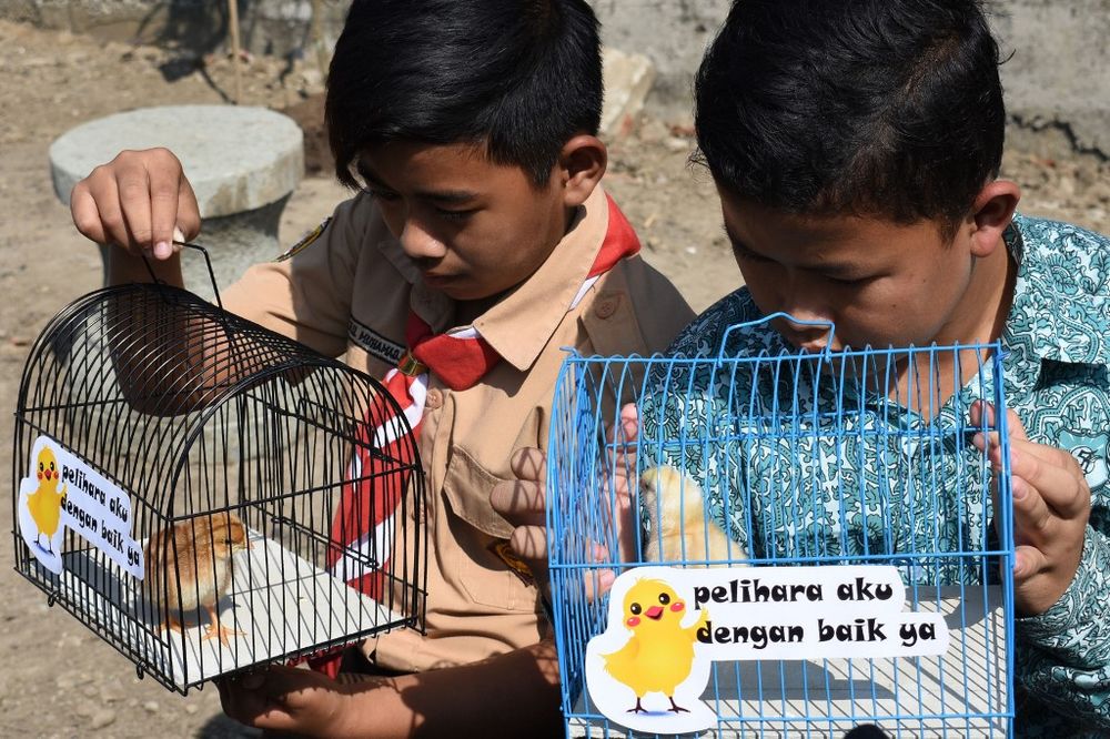 Indonesian pupils look at chicks in cages with signs that read u00e2u20acu02dcplease take good care of meu00e2u20acu2122, given to them by local officials as part of a programme to wean schoolchildren off smartphones, in Bandung, West Java, on November 21, 2019. u00e2u20acu201d AFP pic