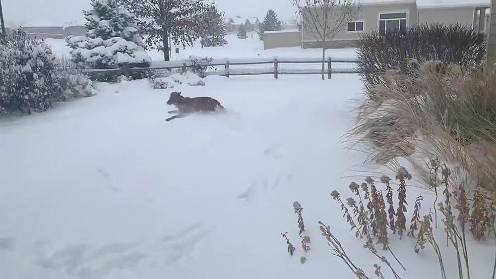 Maggie, a Golden Retriever dog, runs while playing in snow in Windsor, Colorado November 26, 2019. u00e2u20acu201d @KTwriteswords/video image via Reuters