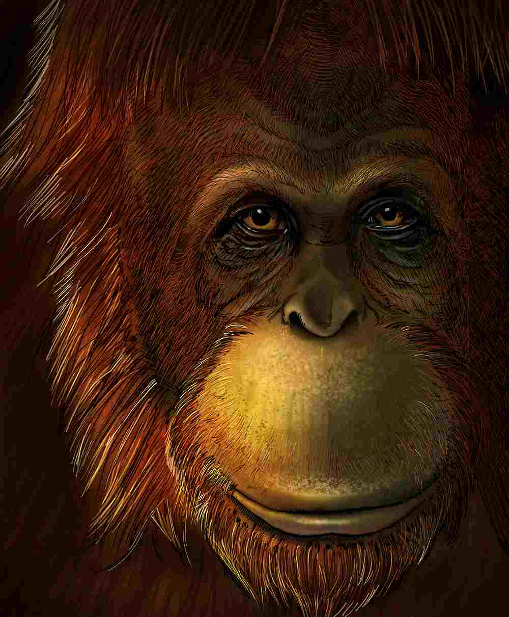 A reconstruction of the extinct giant ape Gigantopithecus blacki is seen in this illustration released on November 13, 2019. u00e2u20acu201d Ikumi Kayama/Studio Kayama LLC handout via Reuters