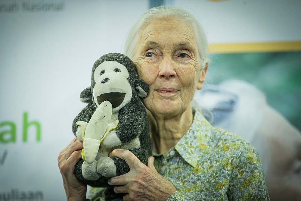 The chimpanzee expert says we need the environment for ourselves. u00e2u20acu201d Picture by Hari Anggara