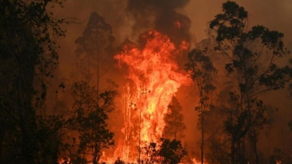 In Old Bar, New South Wales, hectares of bushland had turned to charcoal. u00e2u20acu201d AFP pic