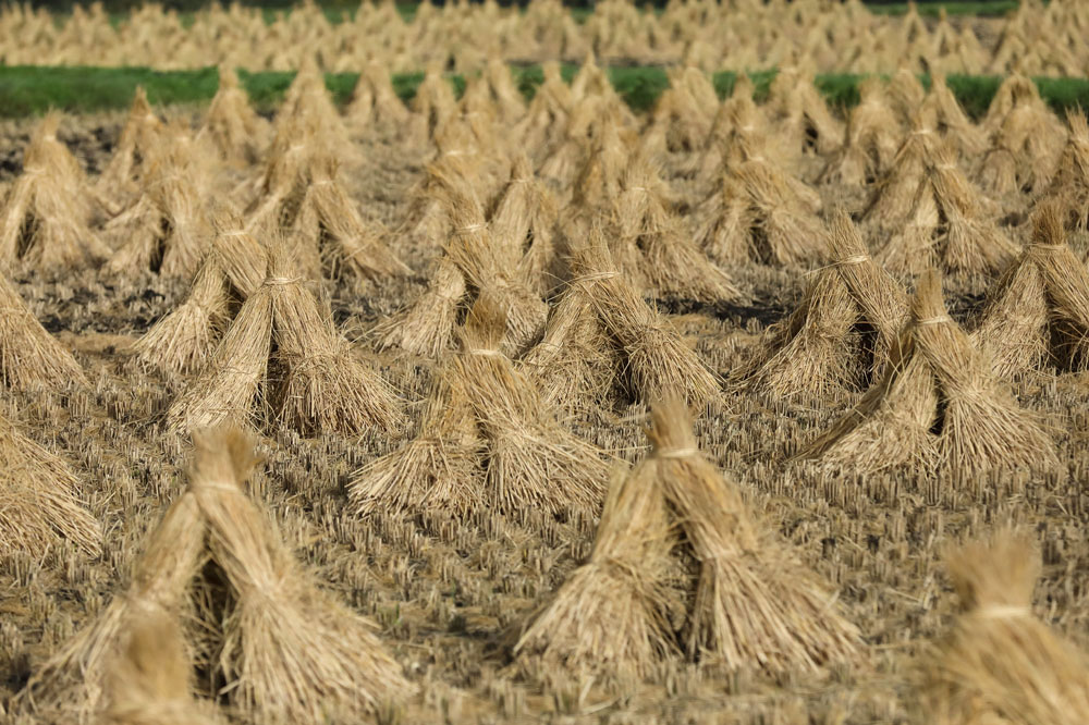 Bales of hay all stacked up in fields for storage before winter.