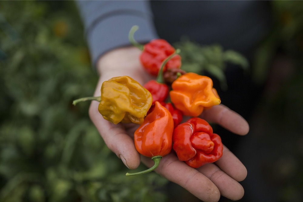 The young farmer Aleksandar Tanic shows the hottest peppers in Serbia on December 3, 2019 that he produces in the southern Serbian town of Niska Banja. u00e2u20acu201d AFP pic