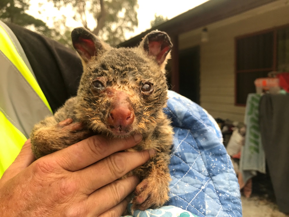 Wildlife Information, Rescue and Education Services (WIRES) volunteer and carer Tracy Burgess holds a severely burnt brushtail possum rescued from fires near Australiau00e2u20acu2122s Blue Mountains, December 29, 2019. u00e2u20acu201d Reuters pic