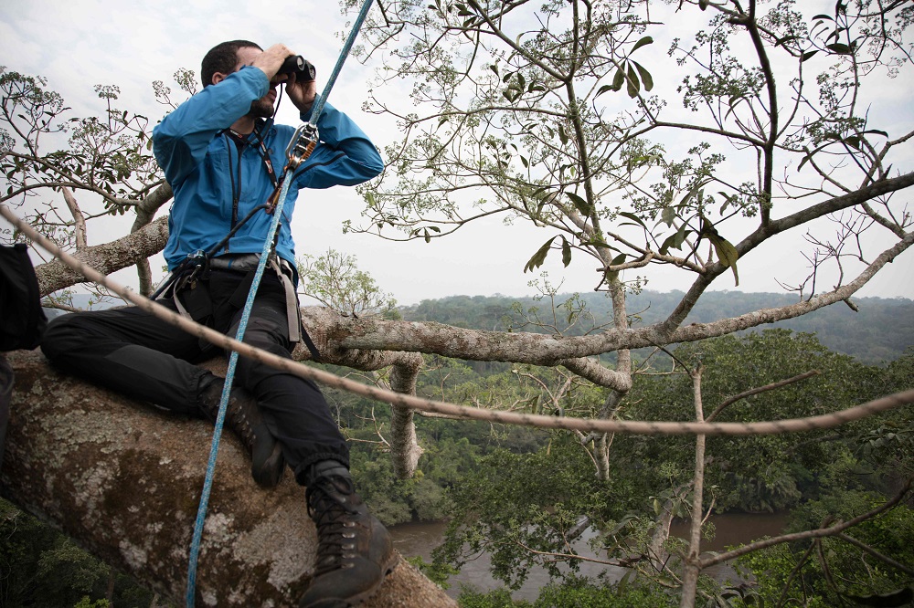 Nicolas, an entomologist, scans the canopy of the forest, corded in a 40-metre high tree, in search of the Antimachus butterfly, near Mogoumba, Central African Republic December, 5, 2019. — AFP pic