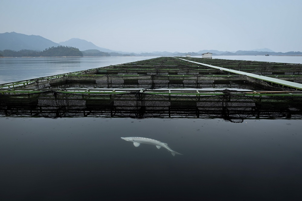 This picture taken on November 12, 2019 shows a sturgeon at a fishery run by Chinese caviar company Kaluga Queen in Qiandao lake, China’s Zhejiang province. — AFP pic
